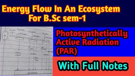 Energy Flow In An Ecosystem For Bsc Sem 1 Par With Full Notes