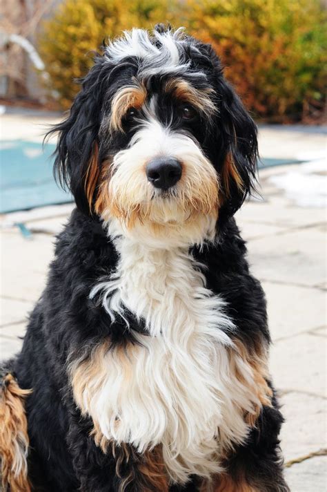 Bernedoodle Cute Dogs Breeds Pretty Dogs Bernedoodle Puppy