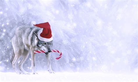 Best Wolf Hat Stock Photos Pictures And Royalty Free Images Istock