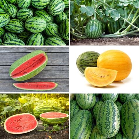 10 Best Kinds Of Watermelon And How To Cultivate Them Diy And Craf