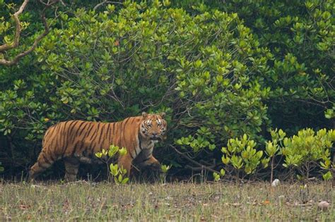 Indian Sundarban An In Depth Understanding Epic Tiger Sighting At