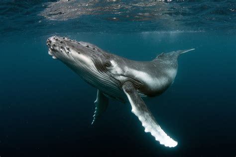 Humpback Whale Habitat Protected By Biden Administration One Green Planet