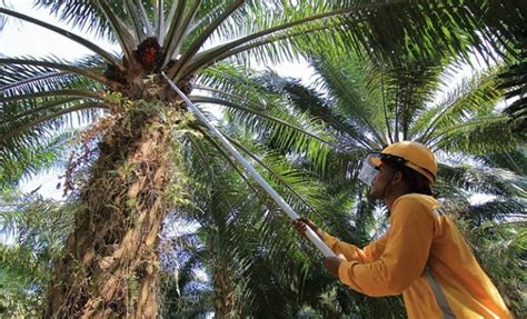 Penghasil Kelapa Sawit Terbesar Di Dunia