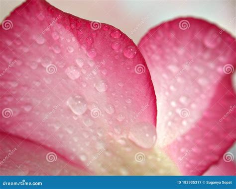 Closeup Pink Petal Of Flower With Water Drops With Blurred Background Macro Image Abstract