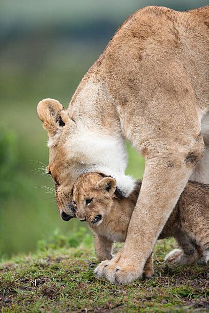 70 Lioness Carrying Cub Stock Photos Pictures And Royalty Free Images