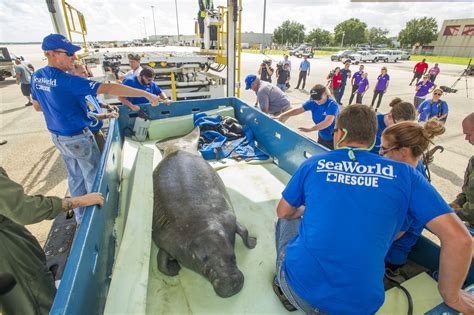 Pregnant Manatee Being Cared For Seaworld Parks Travel Partner Support