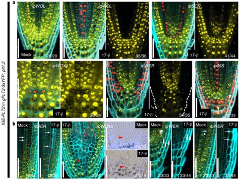 Plantae An Inducible Genome Editing System For Plants Nature Plants