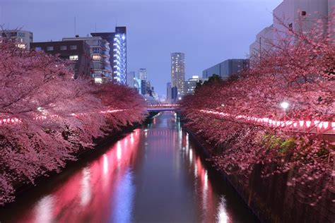 5 tempat terbaik untuk nikmati bunga sakura di jepang lifestyle liputan6 com. 13 Tempat Terbaik Untuk Melihat Bunga Sakura Di Jepang ...
