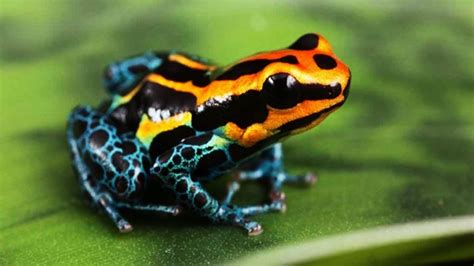 7 Most Beautiful Frogs In The World Youtube
