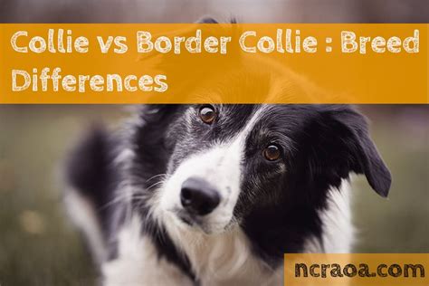 Collie Vs Border Collie Breed Differences National Canine Research