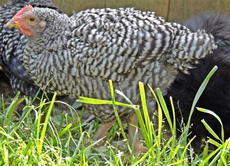 Sexing Barred Rocks Roo Or Pullet Backyard Chickens