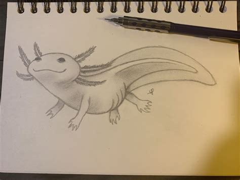 Axolotl Realistic Drawing