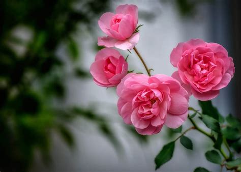 Beautiful animated rose pictures animated love rose pictures. 55 Beautiful Flower Pictures for Your Inspiration