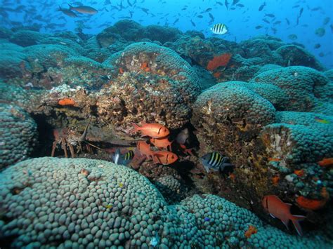 Flower Garden Banks Conserve Americas Ocean National