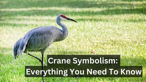 Crane Symbolism Everything You Need To Know Birds Advice