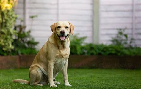 Labrador Dog Sitting On Grass In A Garden Del Colaborador De Stocksy