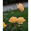 Grandiflora Rose  Longwood Gardens