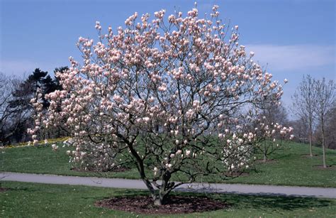 Characteristics Of Japanese Magnolia Saucer Magnolia