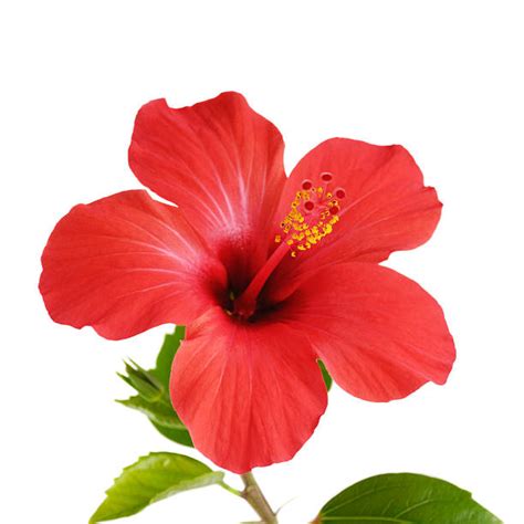 Hibiscus Pictures Images And Stock Photos Istock
