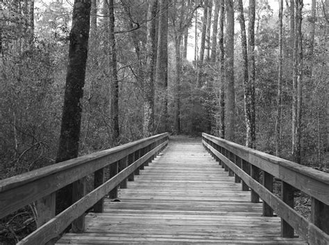 Free Images Landscape Tree Nature Forest Pathway Trail