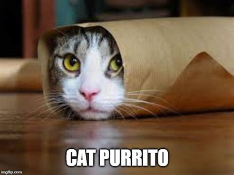 Image Tagged In Funny Catsburritos Imgflip