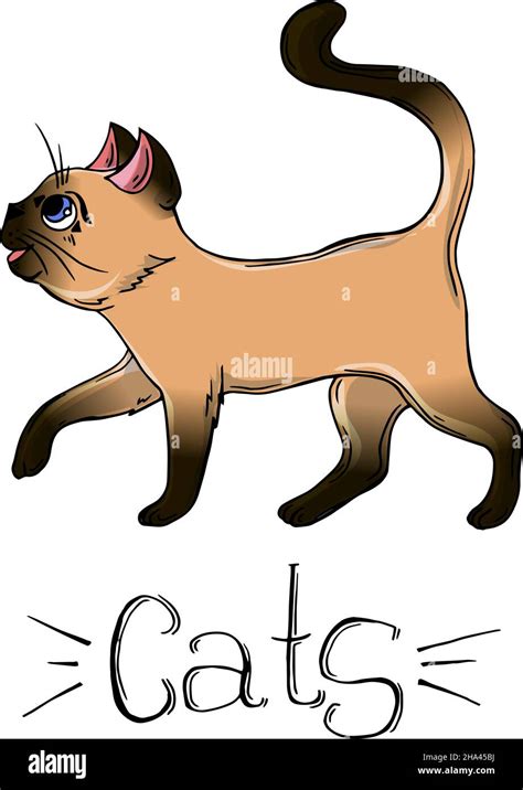 Vector Drawing Of A Siamese Cat Cartoon Cat Stock Vector Image And Art