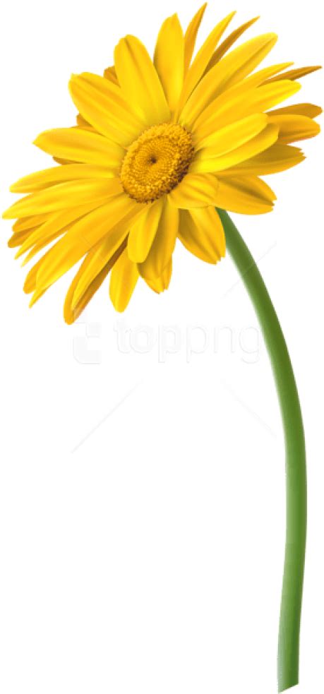 Download Free Png Yellow Gerbera Flower Png Images Transparent