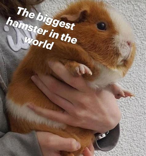 The Biggest Hamster In The World Baby Guinea Pigs Cute Guinea Pigs