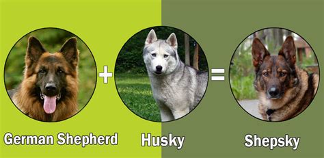 top  siberian husky cross breeds mongrel breeds