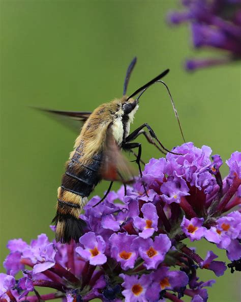 Snowberry Clearwing Moth With Purple Flower Photograph By Doris Potter