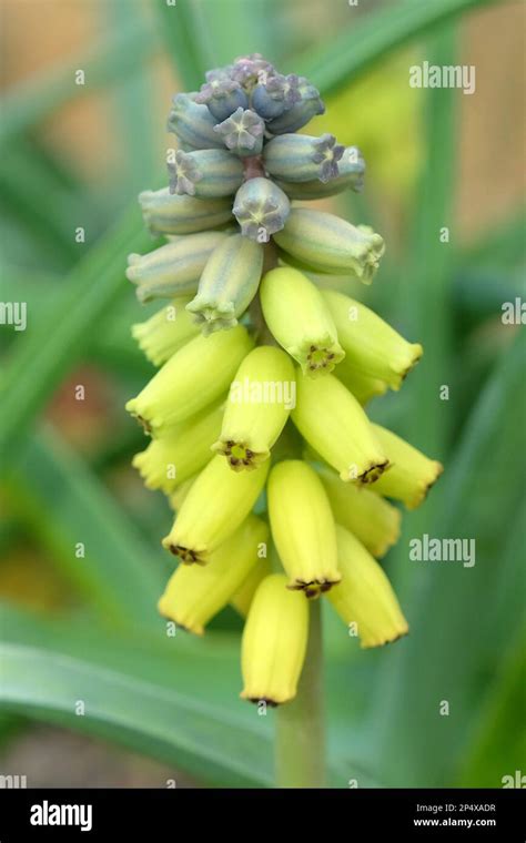 Muscari Macrocarpum Golden Fragrance In Flower Stock Photo Alamy