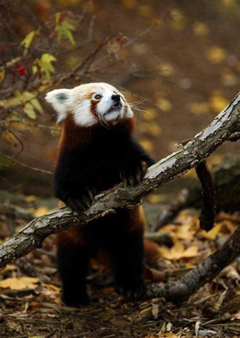 Beautiful Animal Photography By Sooper Deviant Red Panda Cute