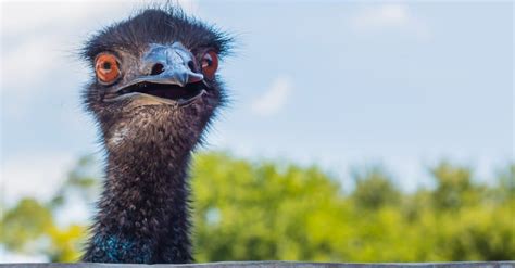 What Do Emus Eat 15 Foods In Their Diet A Z Animals