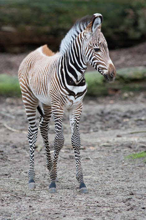 New Netherlands Grevys Zebra Foal Zebra Pictures Baby