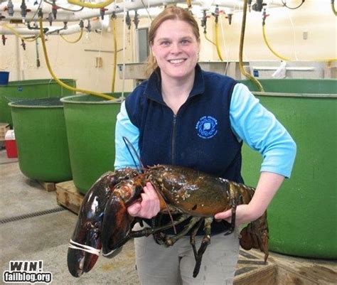 Largest Maine Lobster Win Maine Lobster Giant Lobster Biggest Lobster