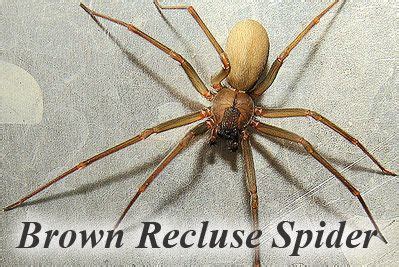 The order contains around 100 different species. you do NOT want one of these in your house, but if you do ...