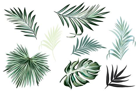 Jungle Palm Vector Leaves Set By Fleurart