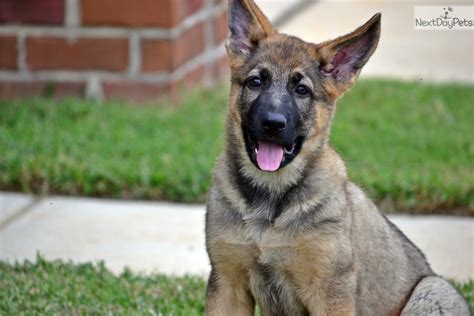 The straight back german shepherd dogs are vanishing and being replaced with the more slant back smaller shepherds. German Shepherd puppy for sale near Huntsville / Decatur ...