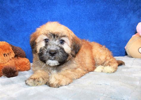 We help you get the best puppies for sale long island, ny for you & your family, period. Puppies Archive - Long Island Puppies