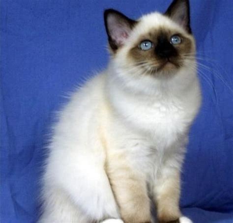Birman Information Health Pictures And Training Pet Paw