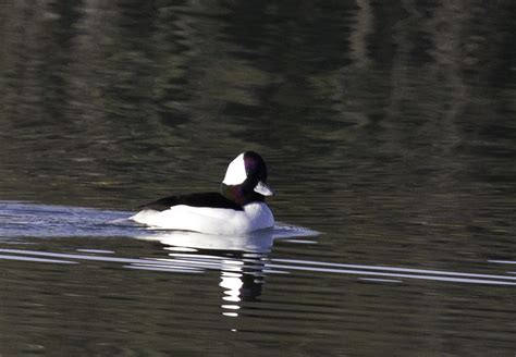 Bufflehead M Pseubert Flickr