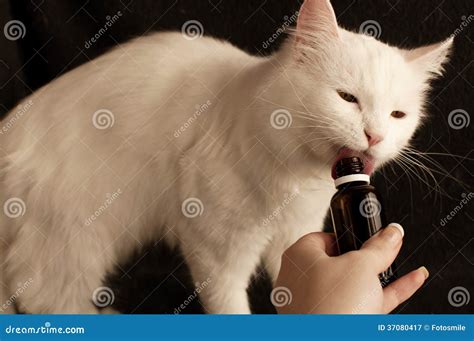Cat Taking Medicine Royalty Free Stock Photography Image 37080417