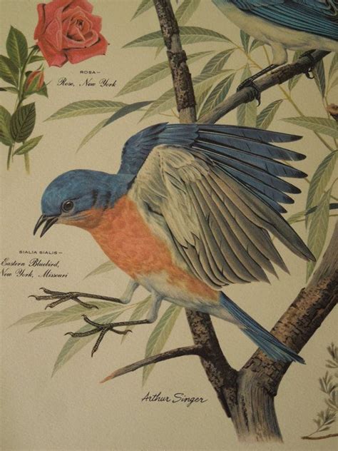 Vintage Arthur Singer Bird Print 1950s Mountain And Eastern Bluebird