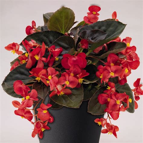 Red Wax Begonia Plant Urbanoin Red Wax Begonia Plant