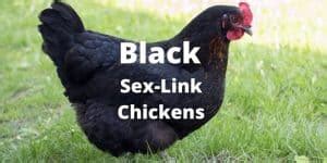 Black Sex Link Chickens Breed Size Eggs Care And Pictures