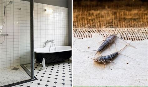 Plus, it just feels a little gross to have these insects in your home. Cleaning tips: How to get rid of silverfish in your house ...