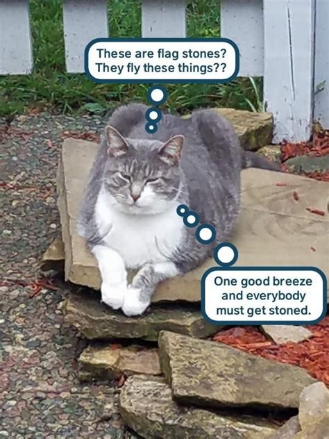 Lolcats Cat Memes Funny Cats Funny Cat Memes