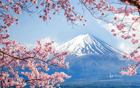 Fuji And Sakura Lake Kawaguchi 2020 Bing Desktop Preview
