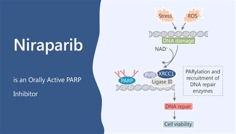 Niraparib Is An Orally Active Parp Inhibitor Network Of Cancer Research