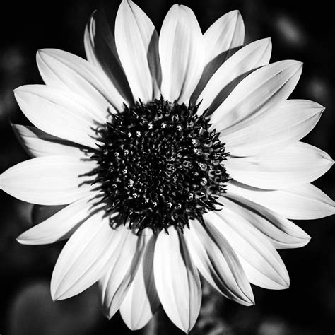 ‘the Bright Eyed Sunflower In Black And White By Jacqueline Cooper